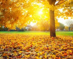 Фотообои Осеннее солнце в парке