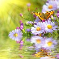 Фреска Цветы, вода, бабочка