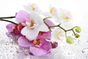 Фотообои нежная орхидея