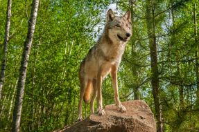 Фотообои волк на охоте