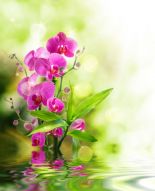 Фотообои Цветы орхидеи