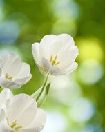 Фотообои Белый тюльпан