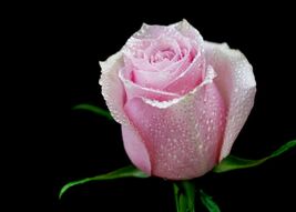 Фотообои Большая роза с росой