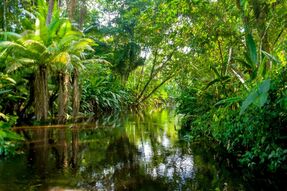 Фреска Тропические листья над водой