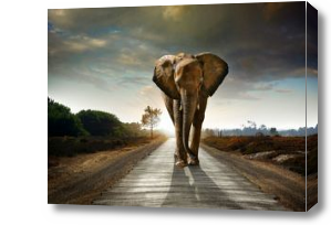 Картина слон на гладкой дороге уходящей вдаль